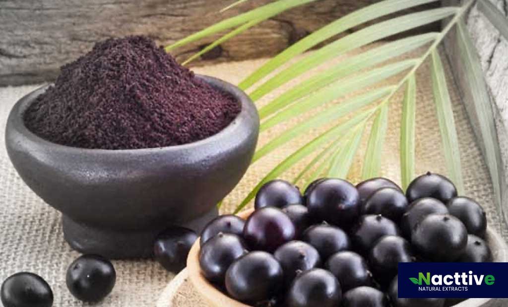 Açaí Extract Powder