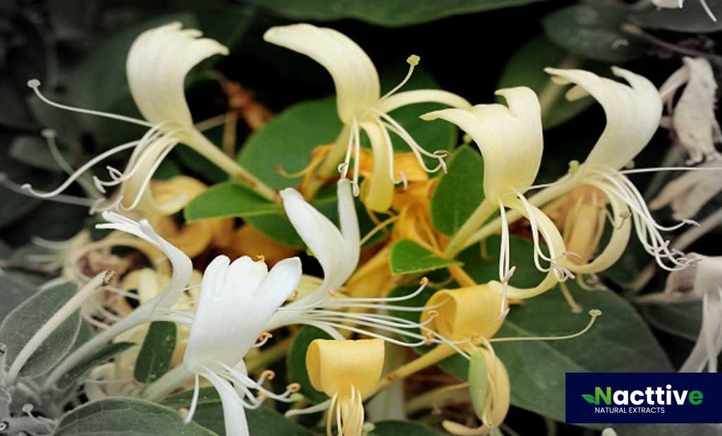 Organic Honeysuckle Powder