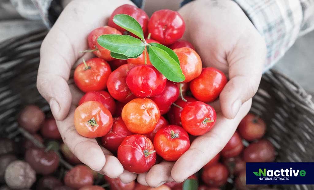 Acerola, Meat and Bread Antioxidant