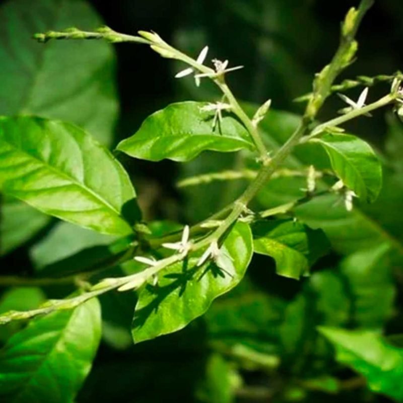 Anamu Tea Cut - Image 3