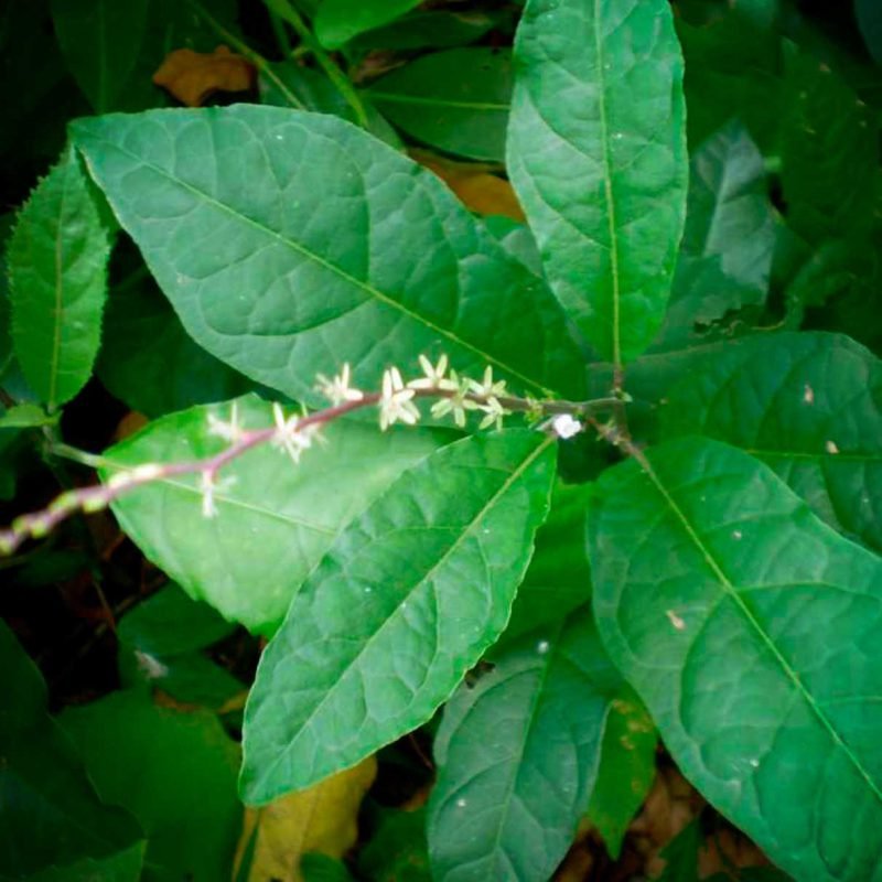 Anamu Tea Cut - Image 2