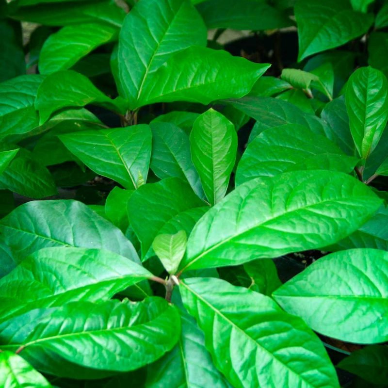 Anamu Tea Cut - Image 4