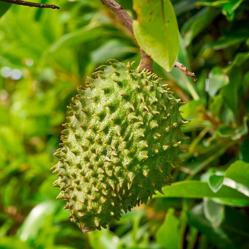 Graviola Powder - Image 5