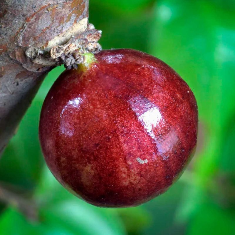 Jabuticaba Powder Extract - Image 3