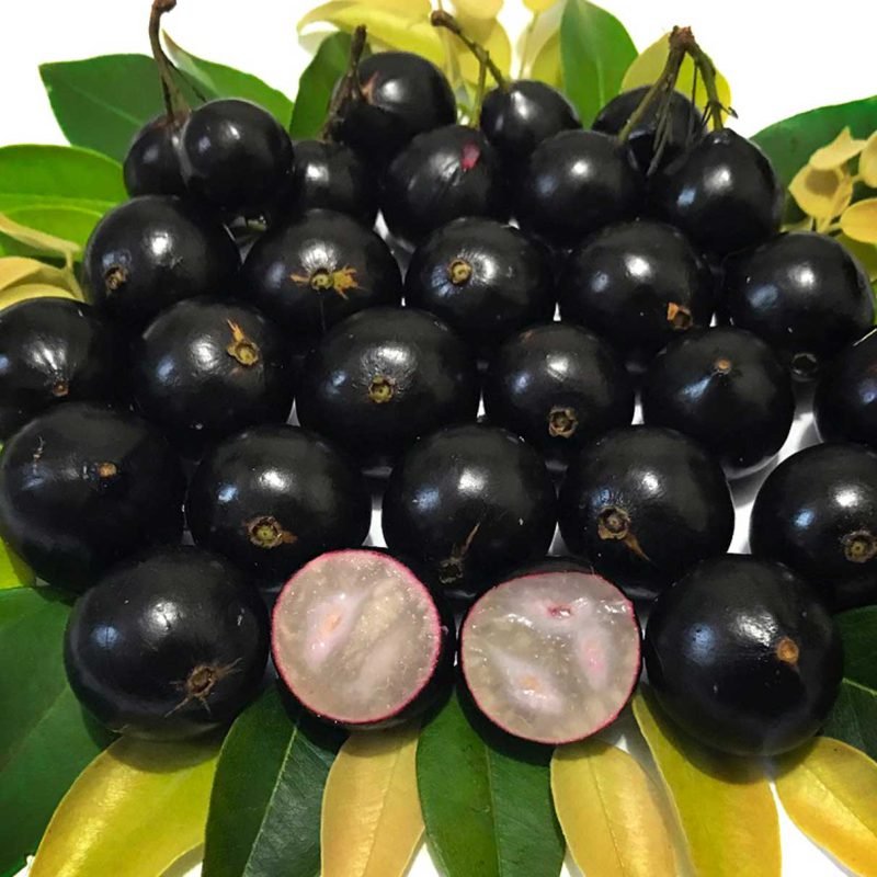Jabuticaba Powder Extract - Image 4