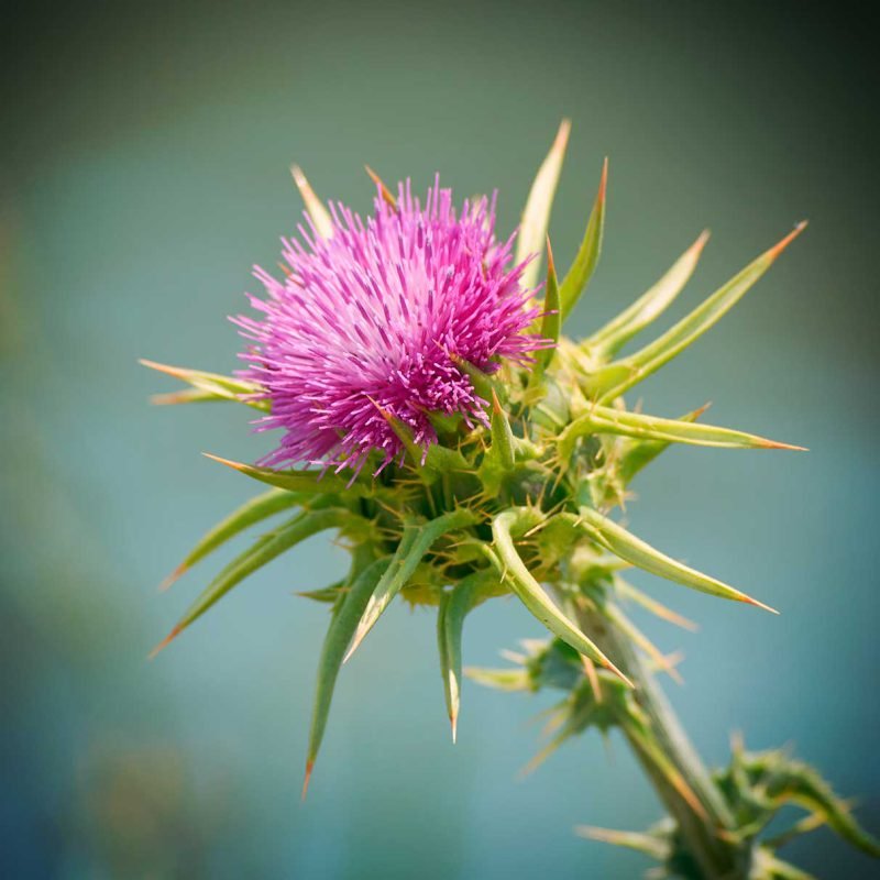 Organic Milk Thistle - Image 3