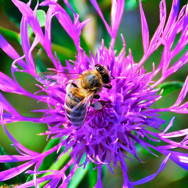Organic Milk Thistle - Image 4
