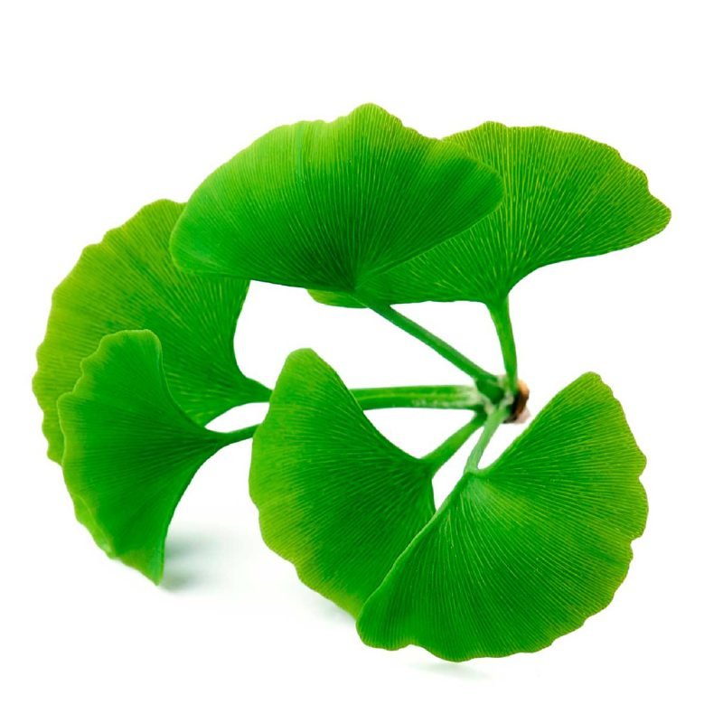 Organic Gingko Biloba Powder - Image 2