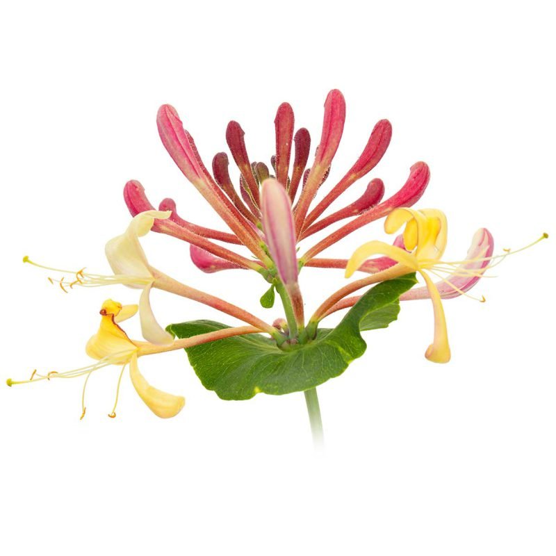 Organic Honeysuckle Powder - Image 2