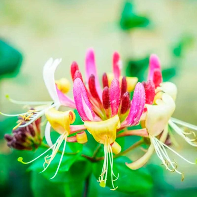 Organic Honeysuckle Powder - Image 3